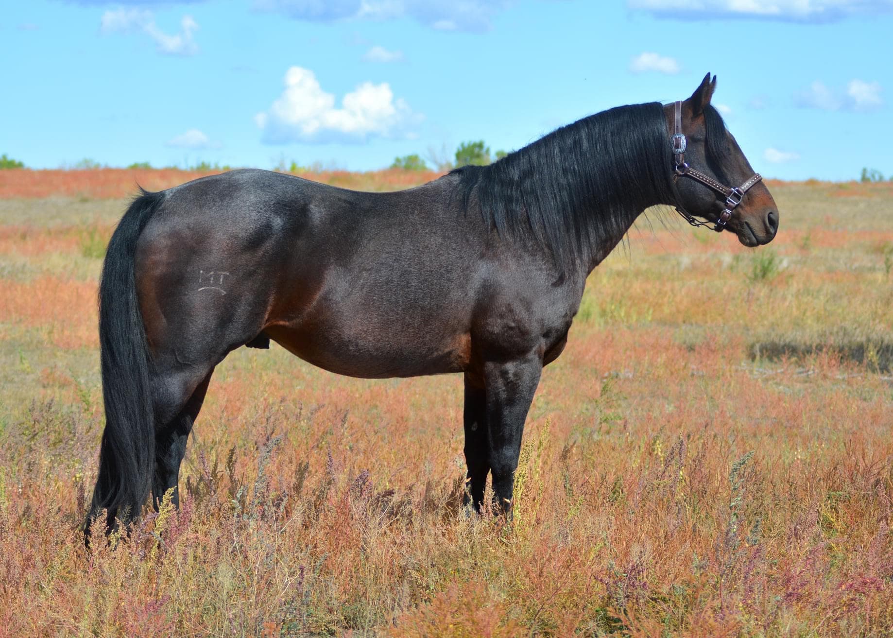 Genuine Peppy Chex X Chic Sweet Spoon - Image 2