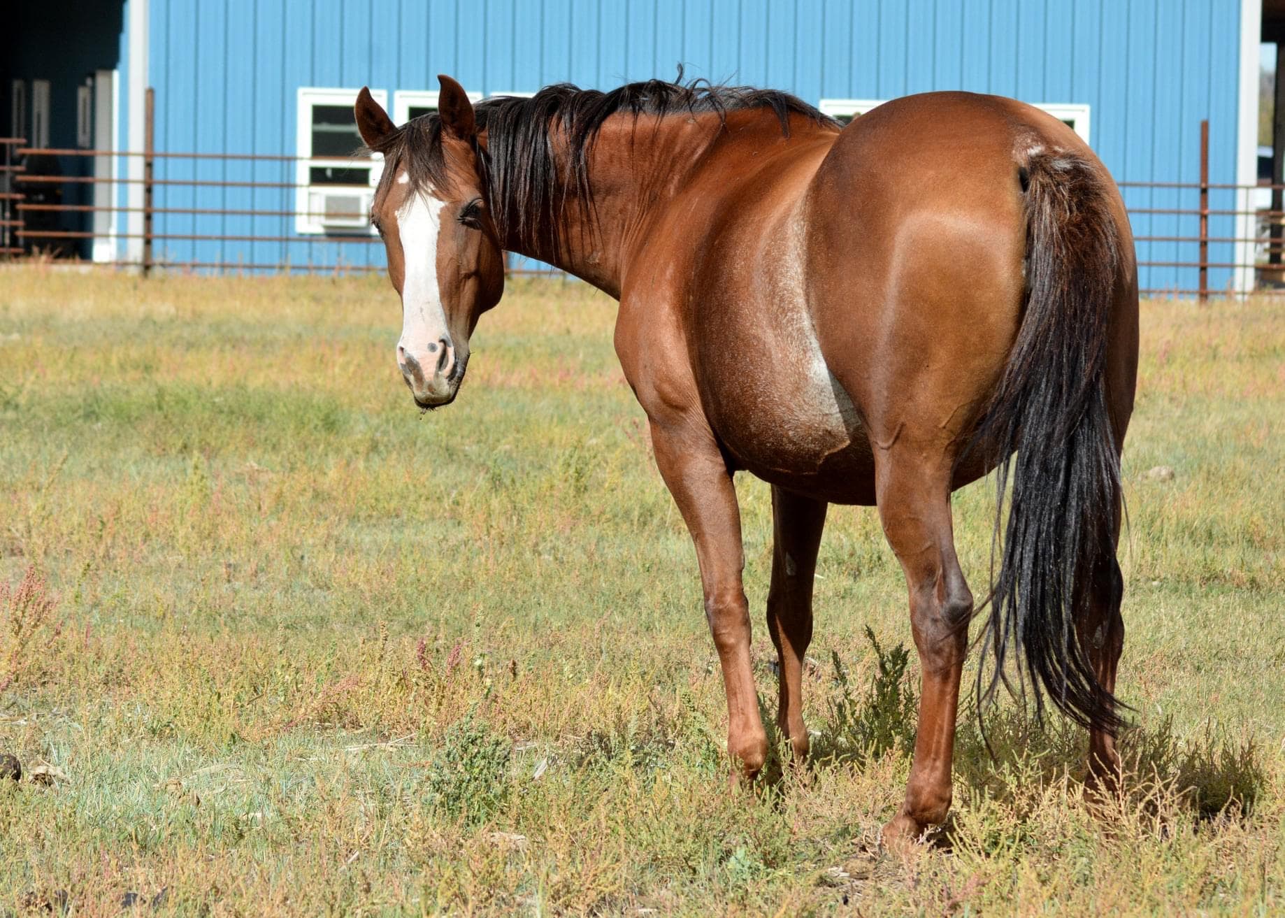 Genuine Peppy Chex X Chic Sweet Spoon - Image 4