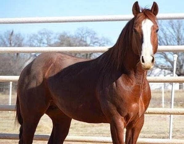 LENA FRECKLED LEO - Image 2