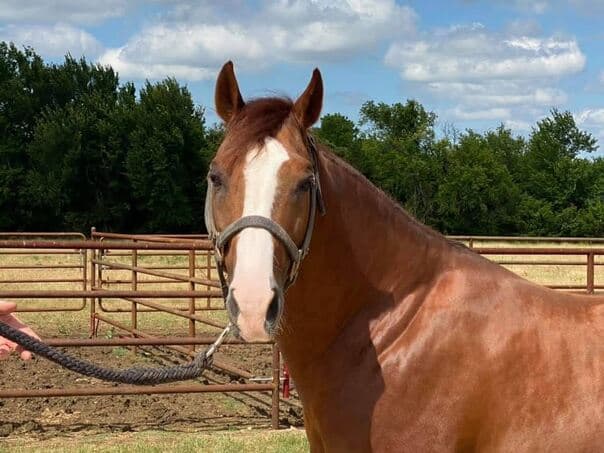 LENA FRECKLED LEO - Image 1