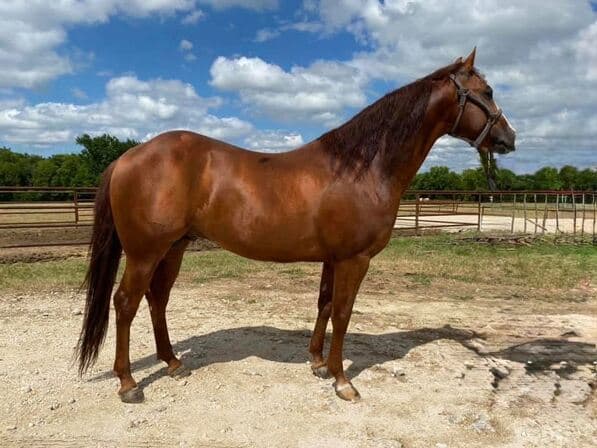 LENA FRECKLED LEO - Image 3