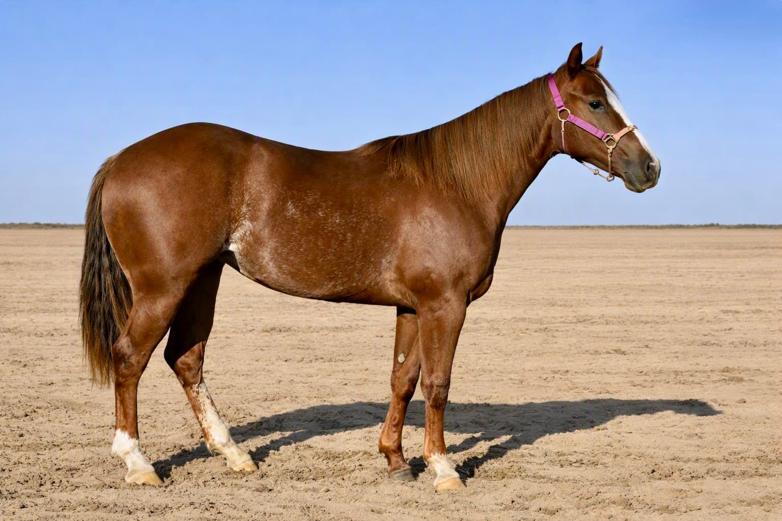 MtCup Mesa Rey