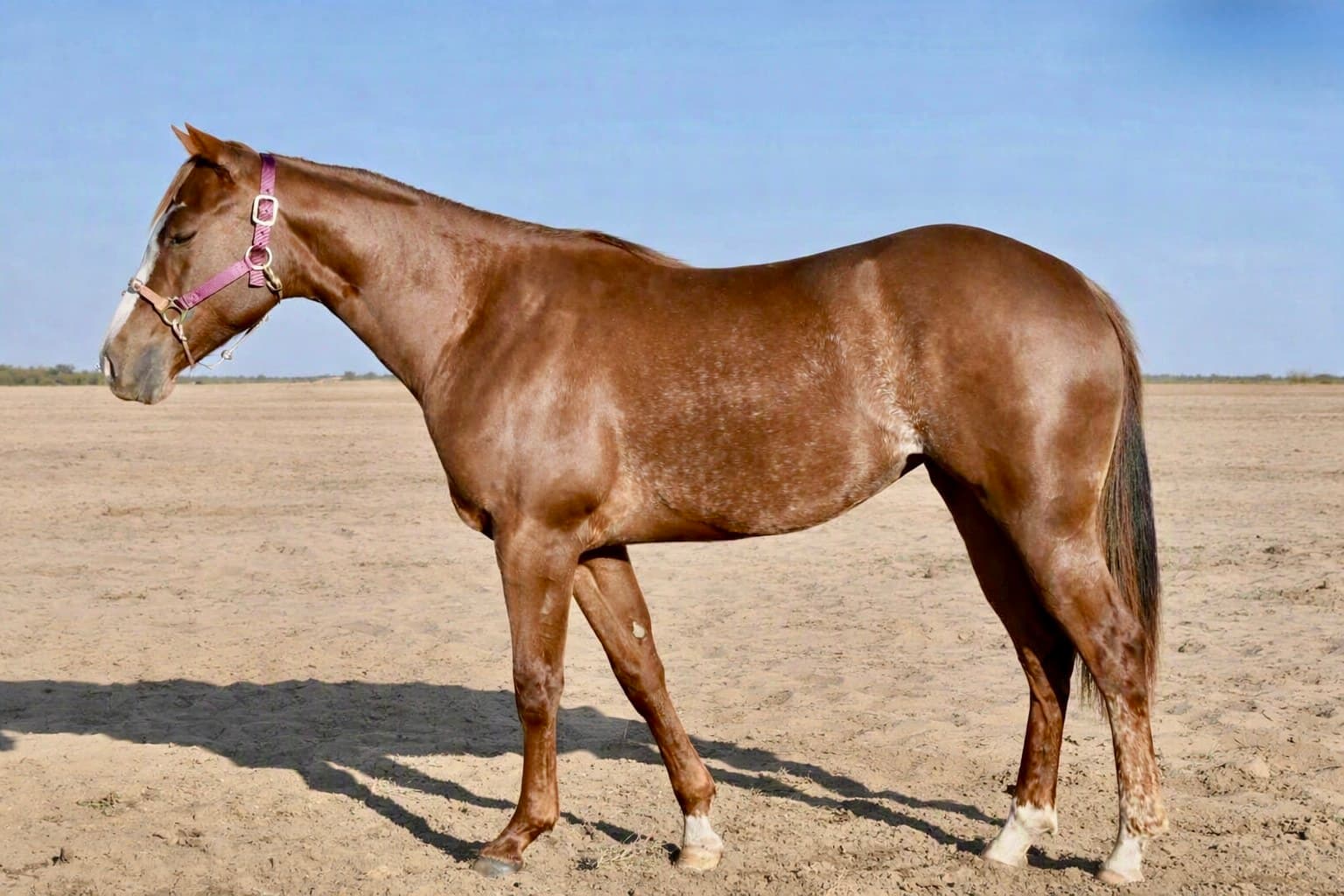 MtCup Mesa Rey - Image 2
