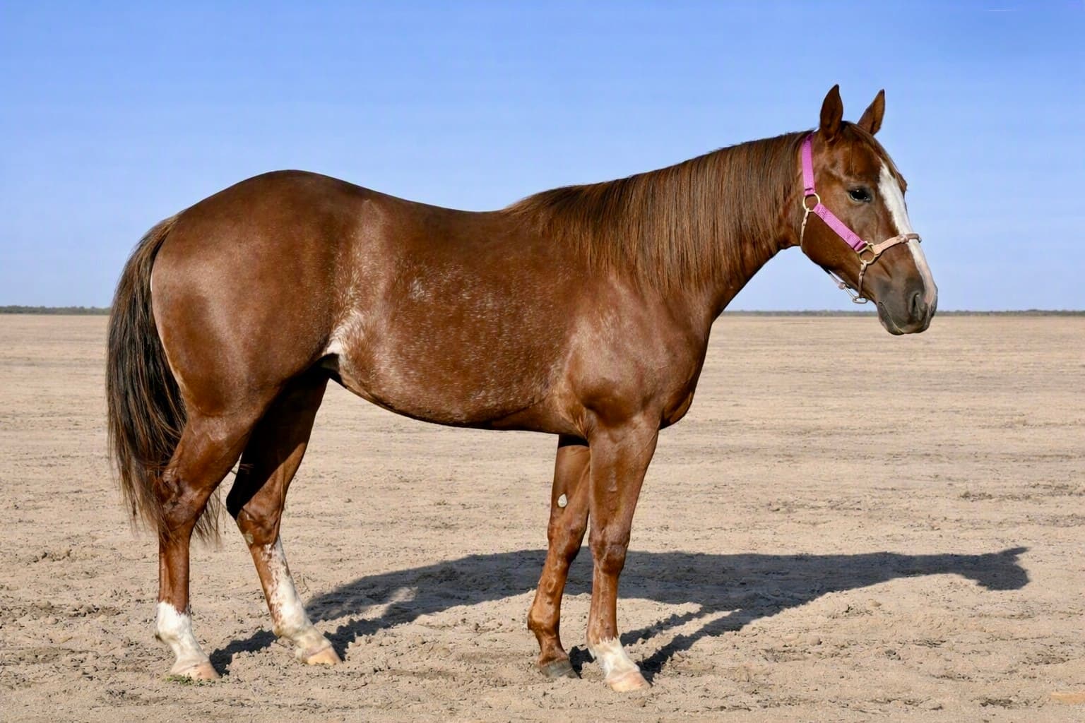 MtCup Mesa Rey - Image 6
