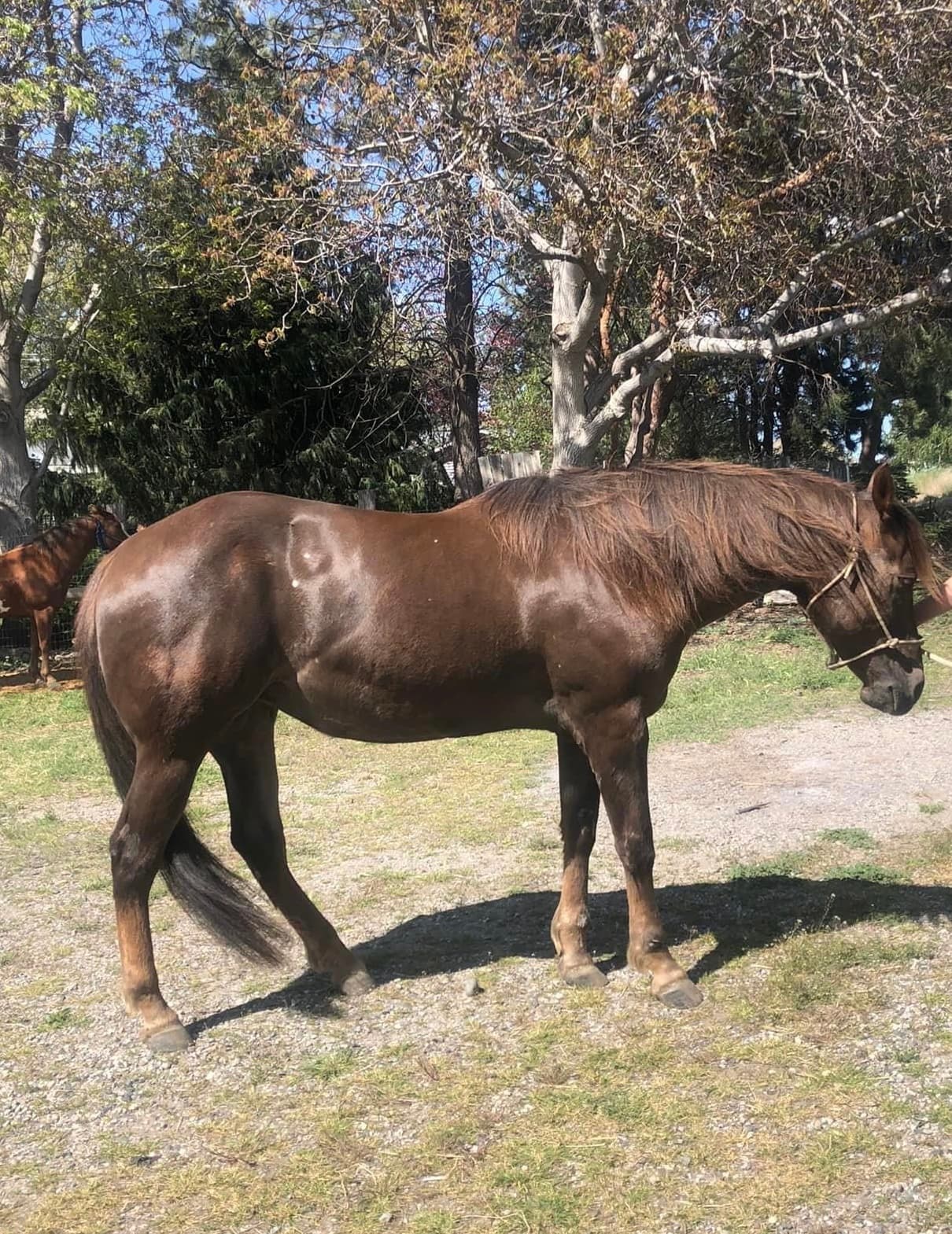 One Rey Or The Other X Magnums Lil Digger - Image 3