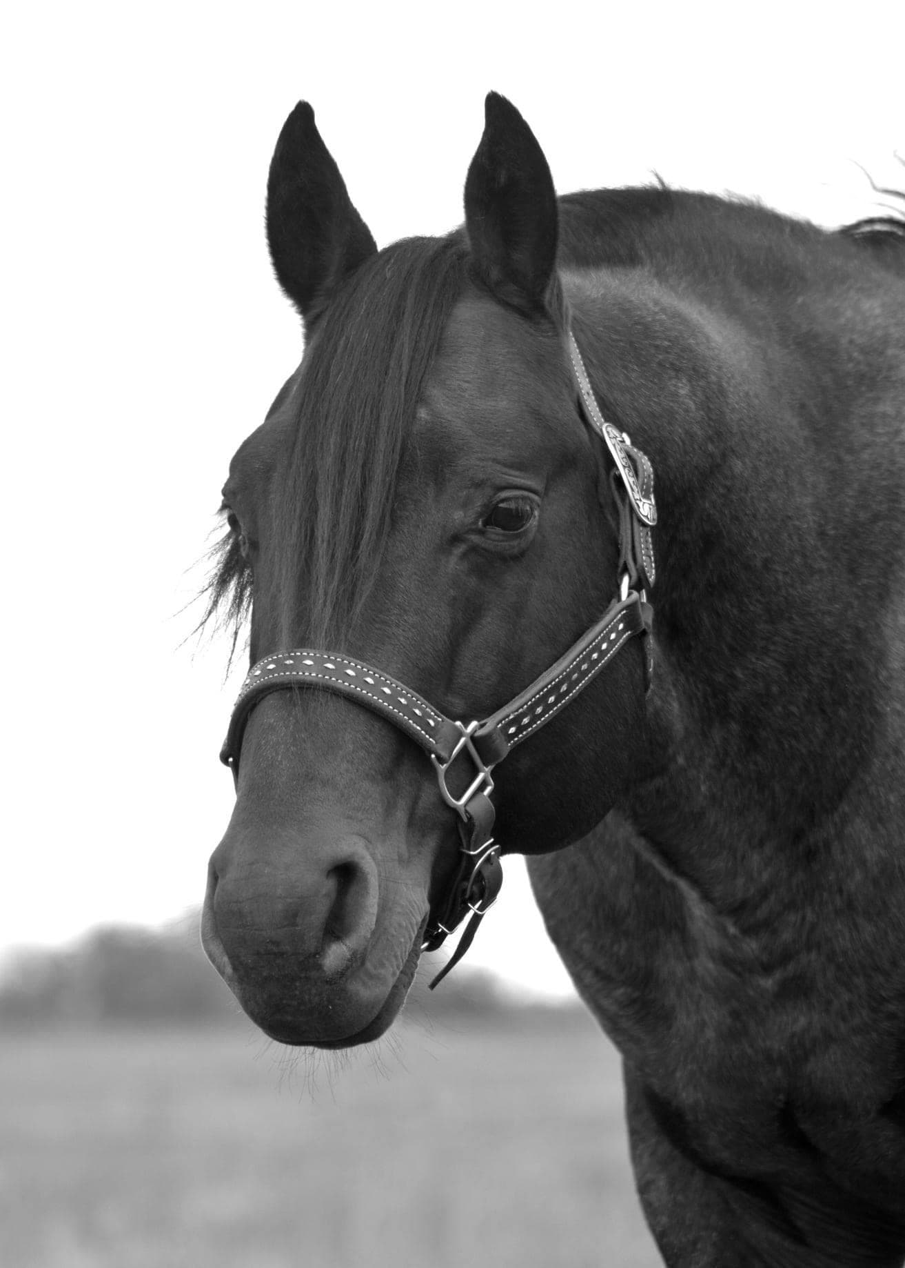 Genuine Peppy Chex X Autumn Boon DR - Image 2