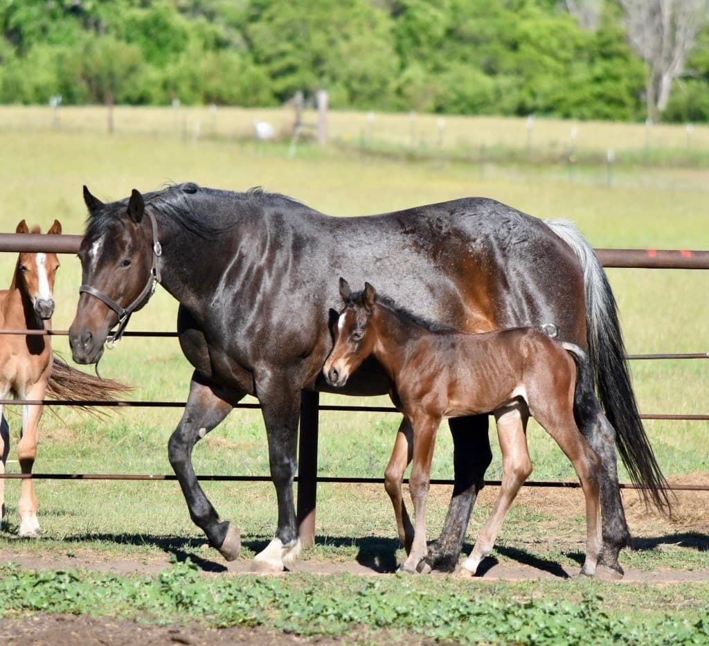 Genuine Peppy Chex X Autumn Boon DR - Image 1