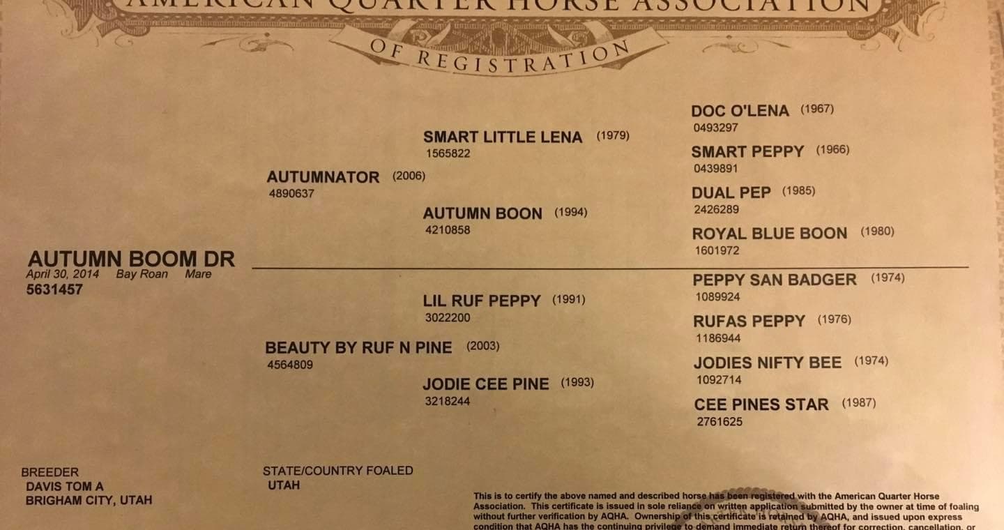 Genuine Peppy Chex X Autumn Boon DR - Image 5