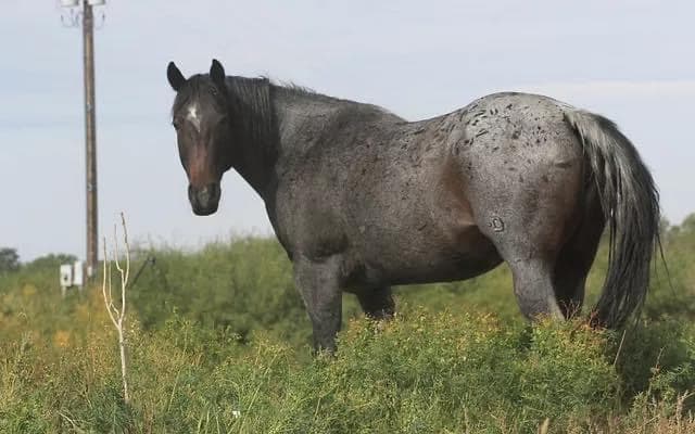 Genuine Peppy Chex X Autumn Boon DR - Image 4