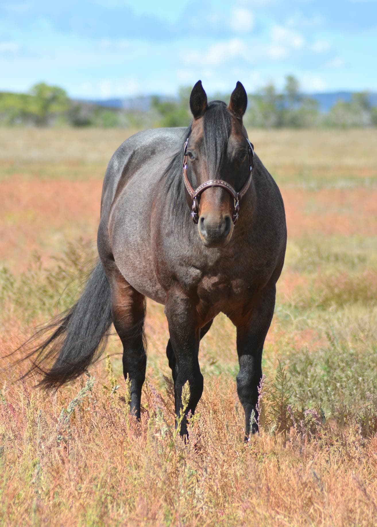 Genuine Peppy Chex X Autumn Boon DR - Image 1