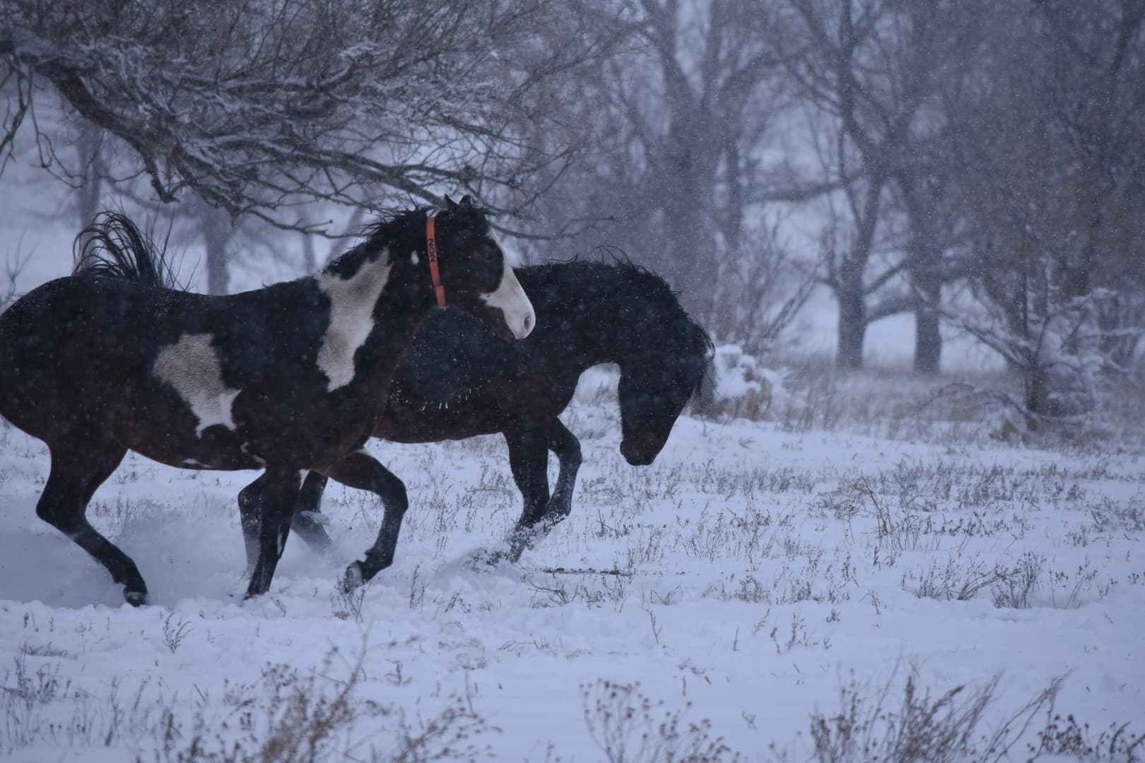 Genuine Peppy Chex X Cricket - Image 4