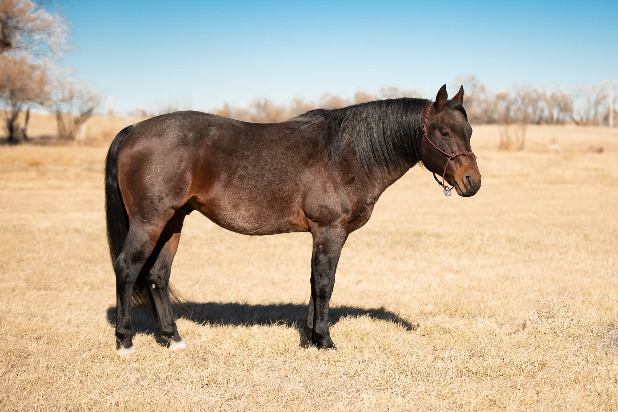 Genuine Peppy Chex X Cricket - Image 1