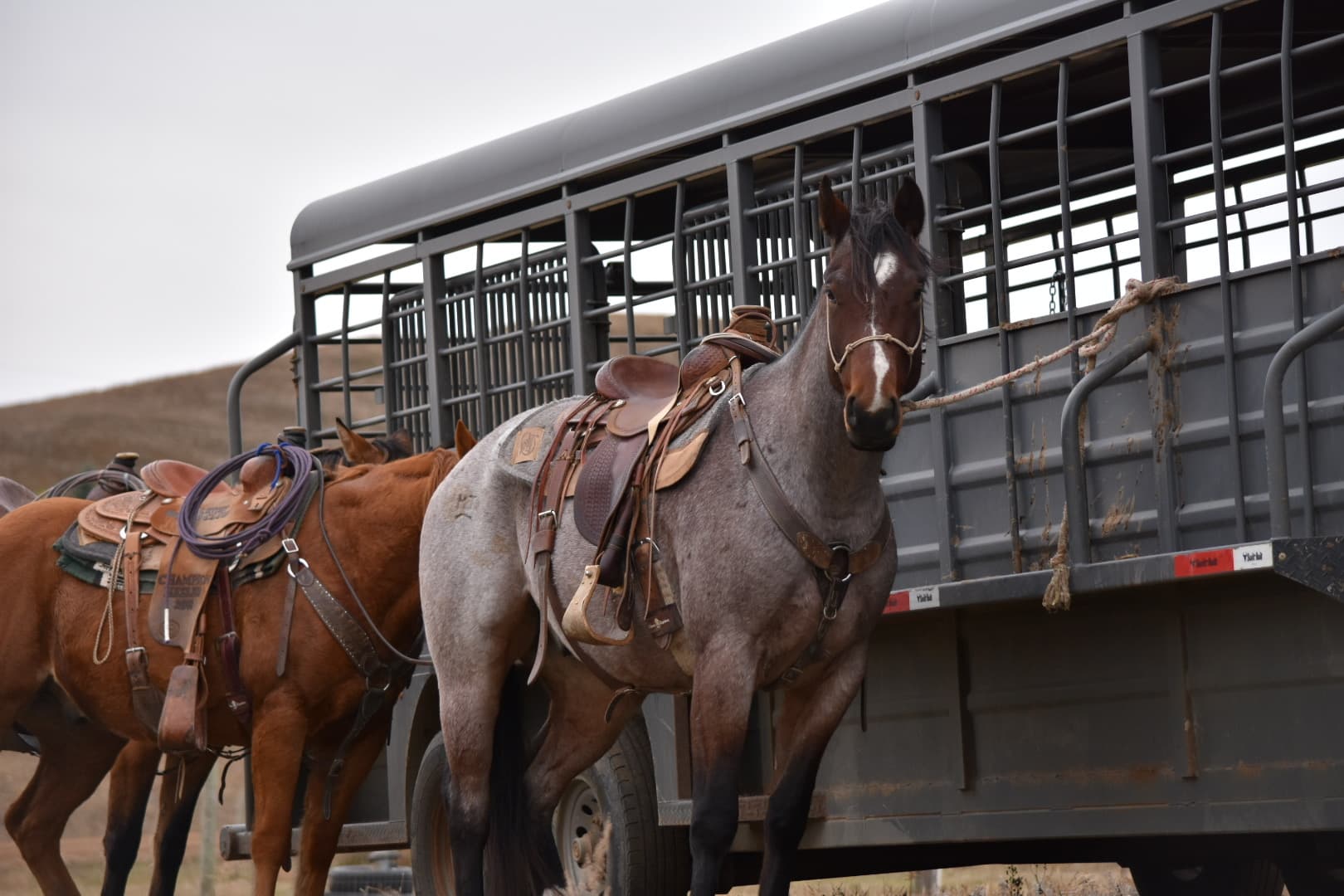 MtCup of Tito - Image 1