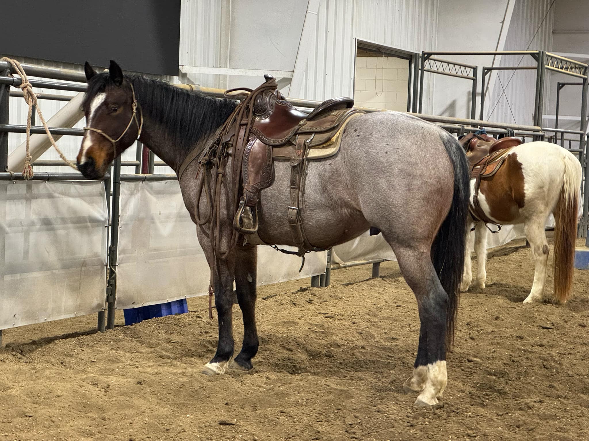 MtCup of Tito - Image 2