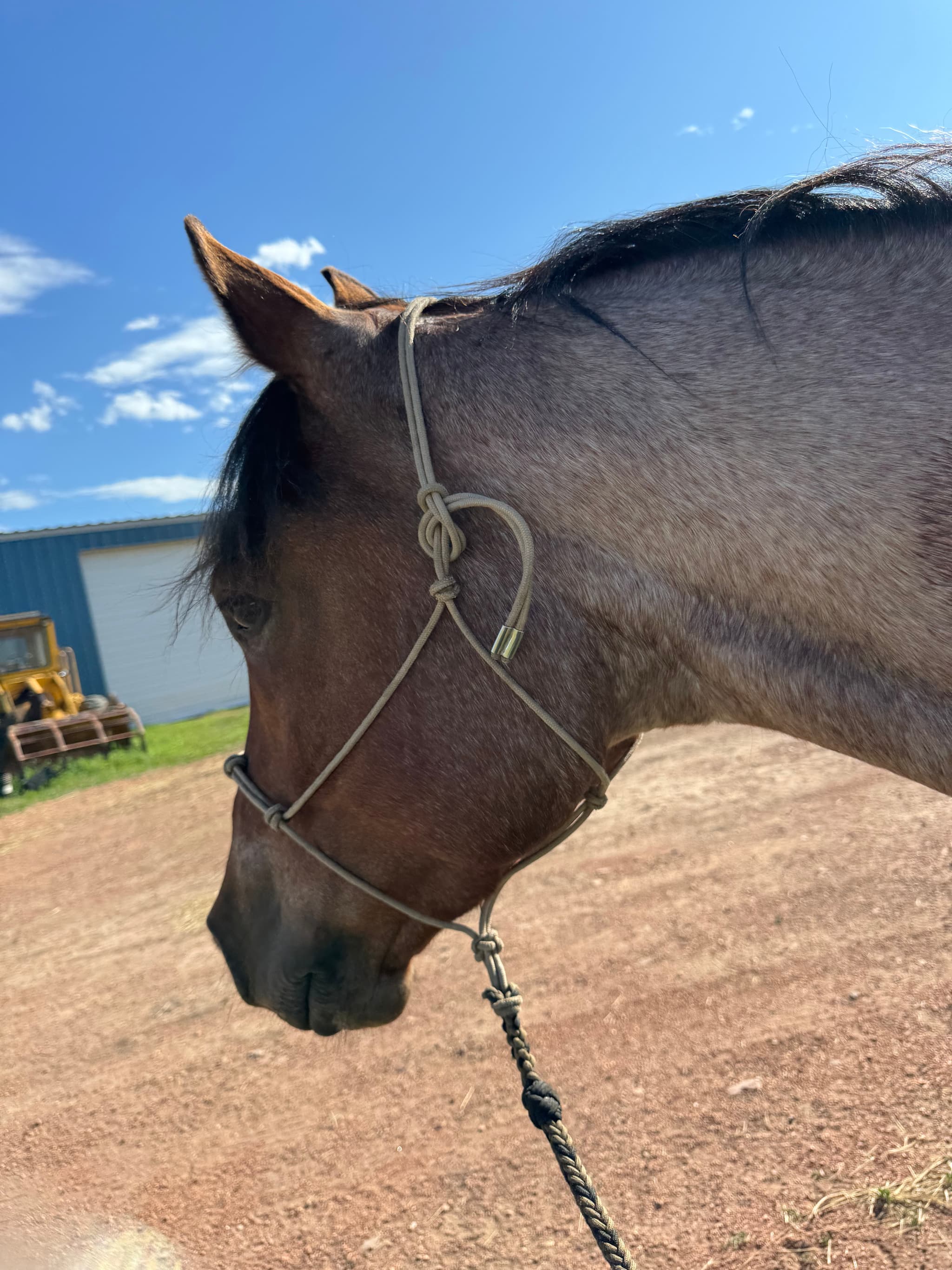 MtCup of Tito - Image 5