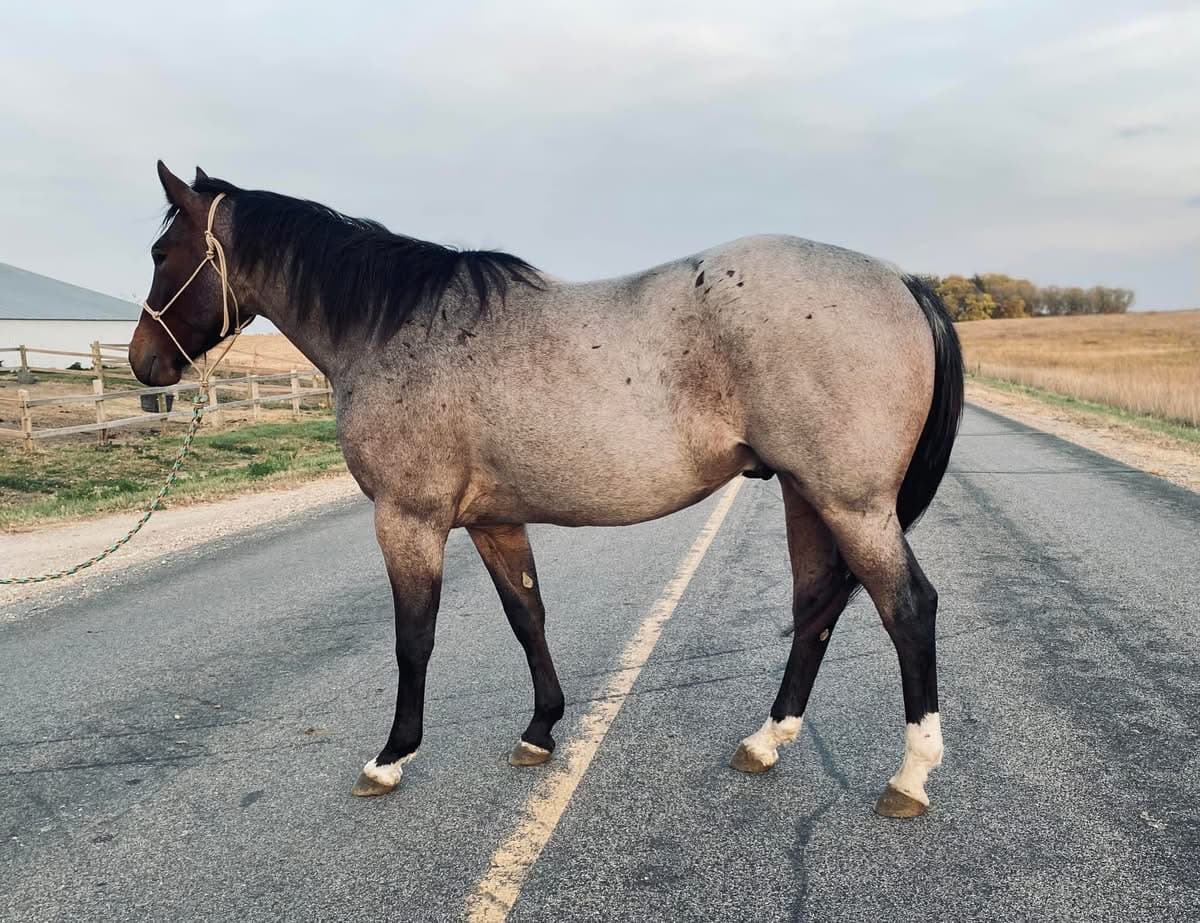 MtCup of Tito - Image 6