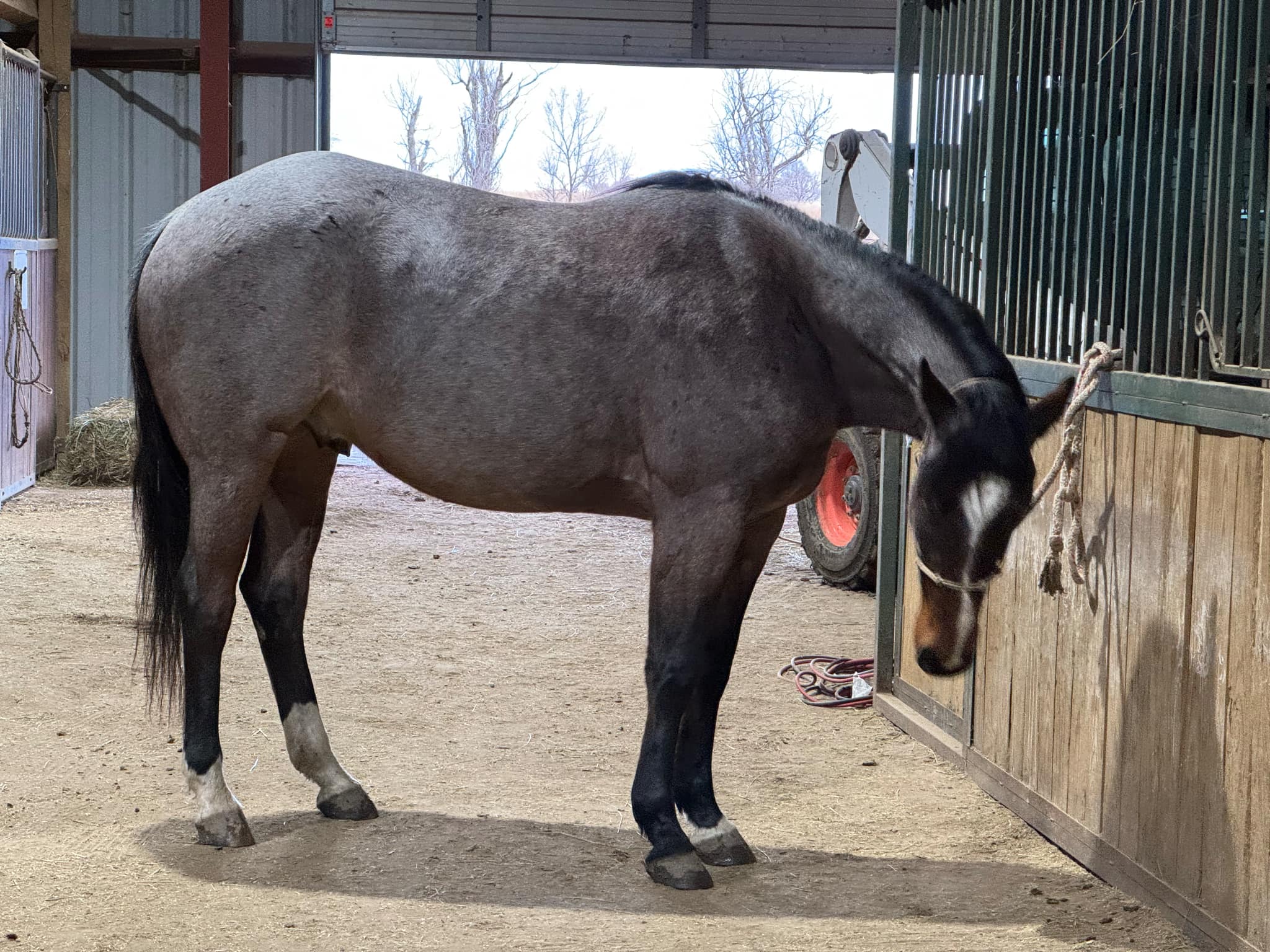 MtCup of Tito - Image 3