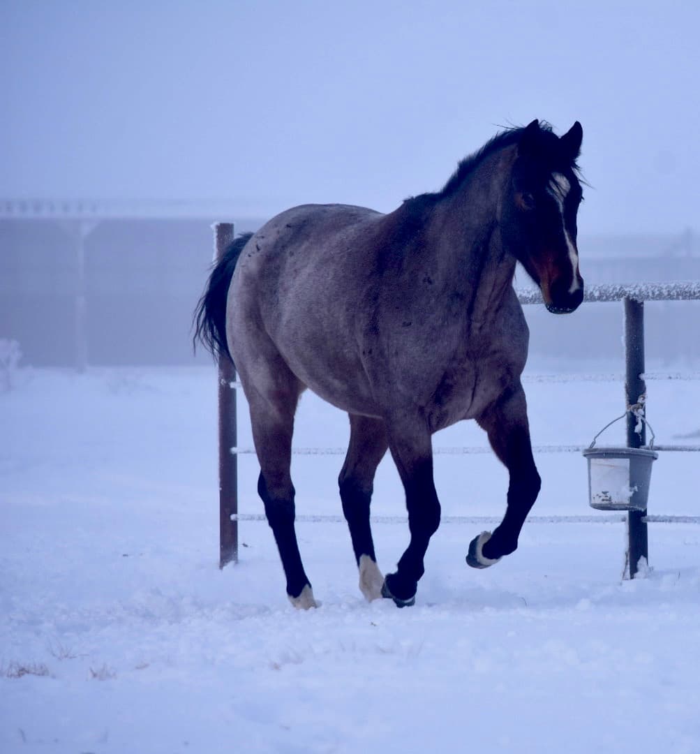 MtCup of Tito - Image 4