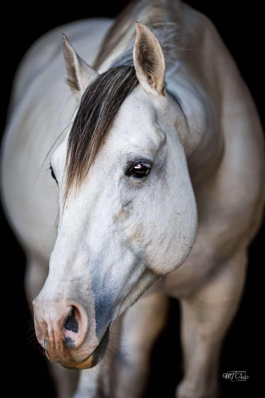 FJS MARYS BIG RED - Image 2