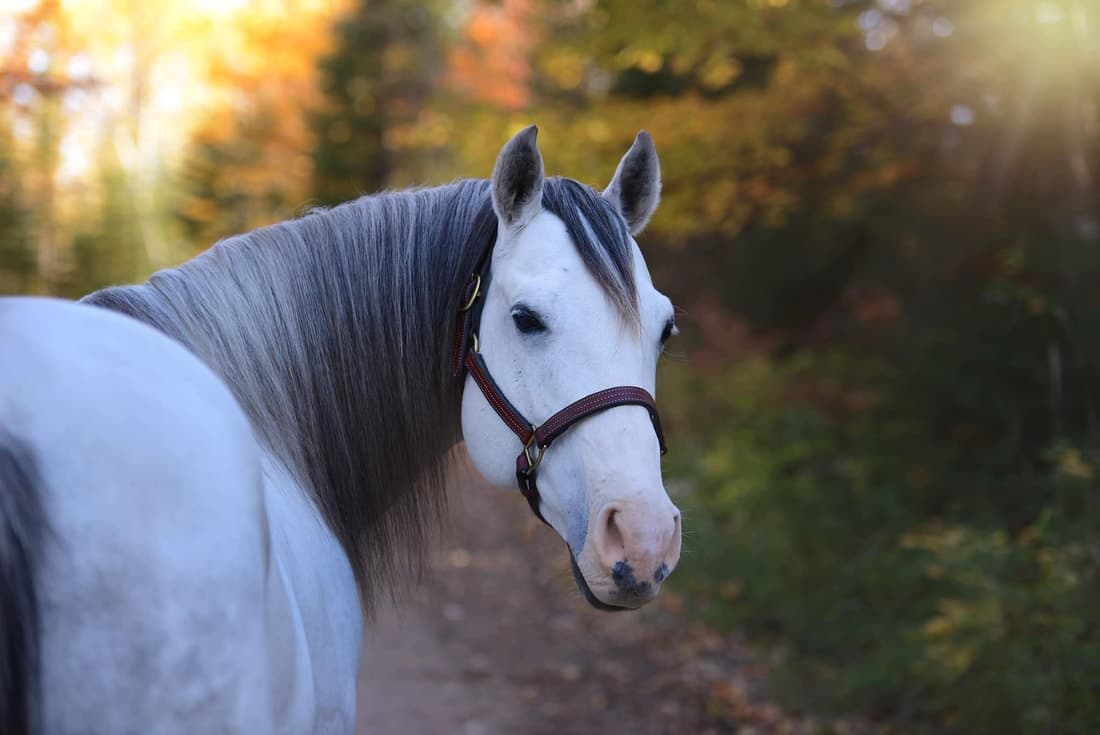 FJS MARYS BIG RED - Image 1