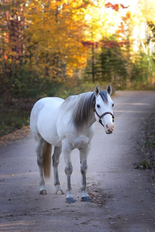 FJS MARYS BIG RED - Image 3
