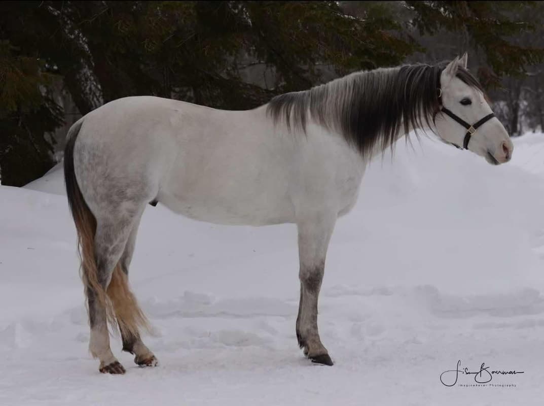 FJS MARYS BIG RED - Image 4