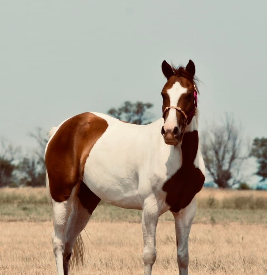 Poncho - Image 1