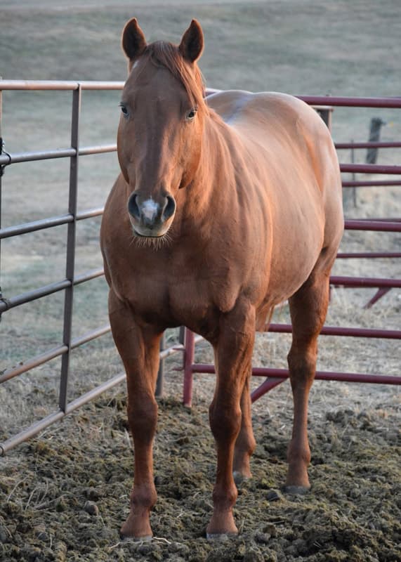 FOLS NATIVE BULL - Image 1