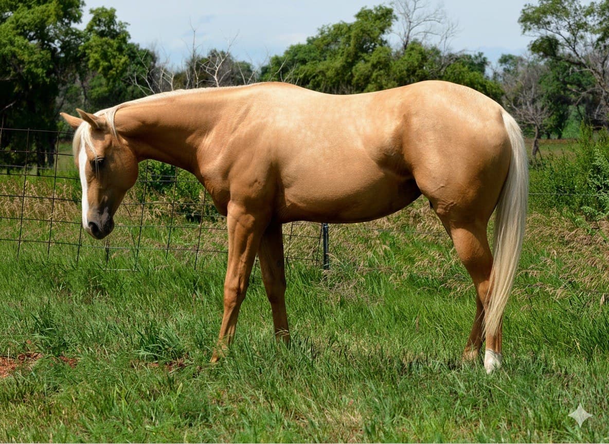 MtCup Classic Gold - Image 8