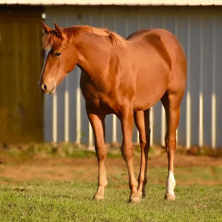 PR Whiskey On Ic - Image 2