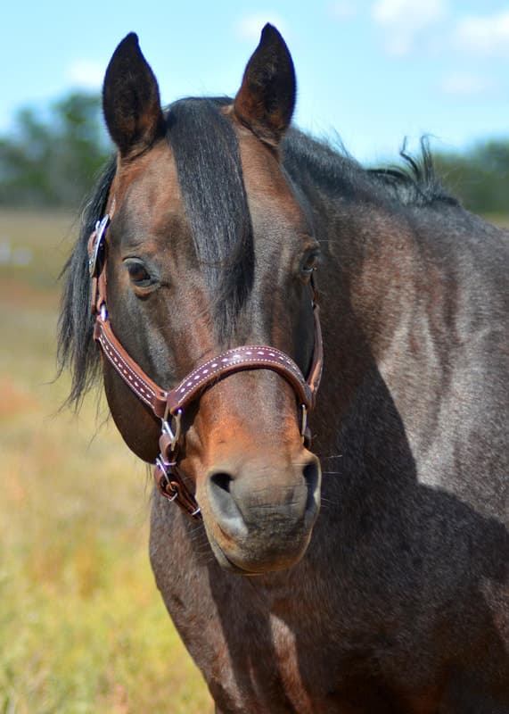 GENUINE PEPPY CHEX - Image 2