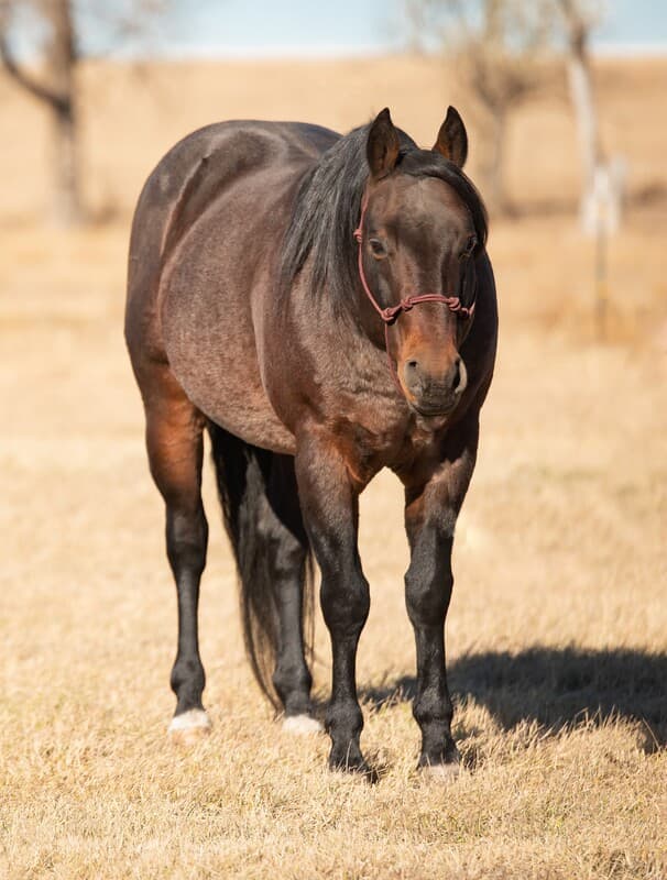 GENUINE PEPPY CHEX - Image 1