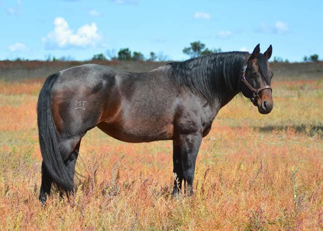 GENUINE PEPPY CHEX - Image 3