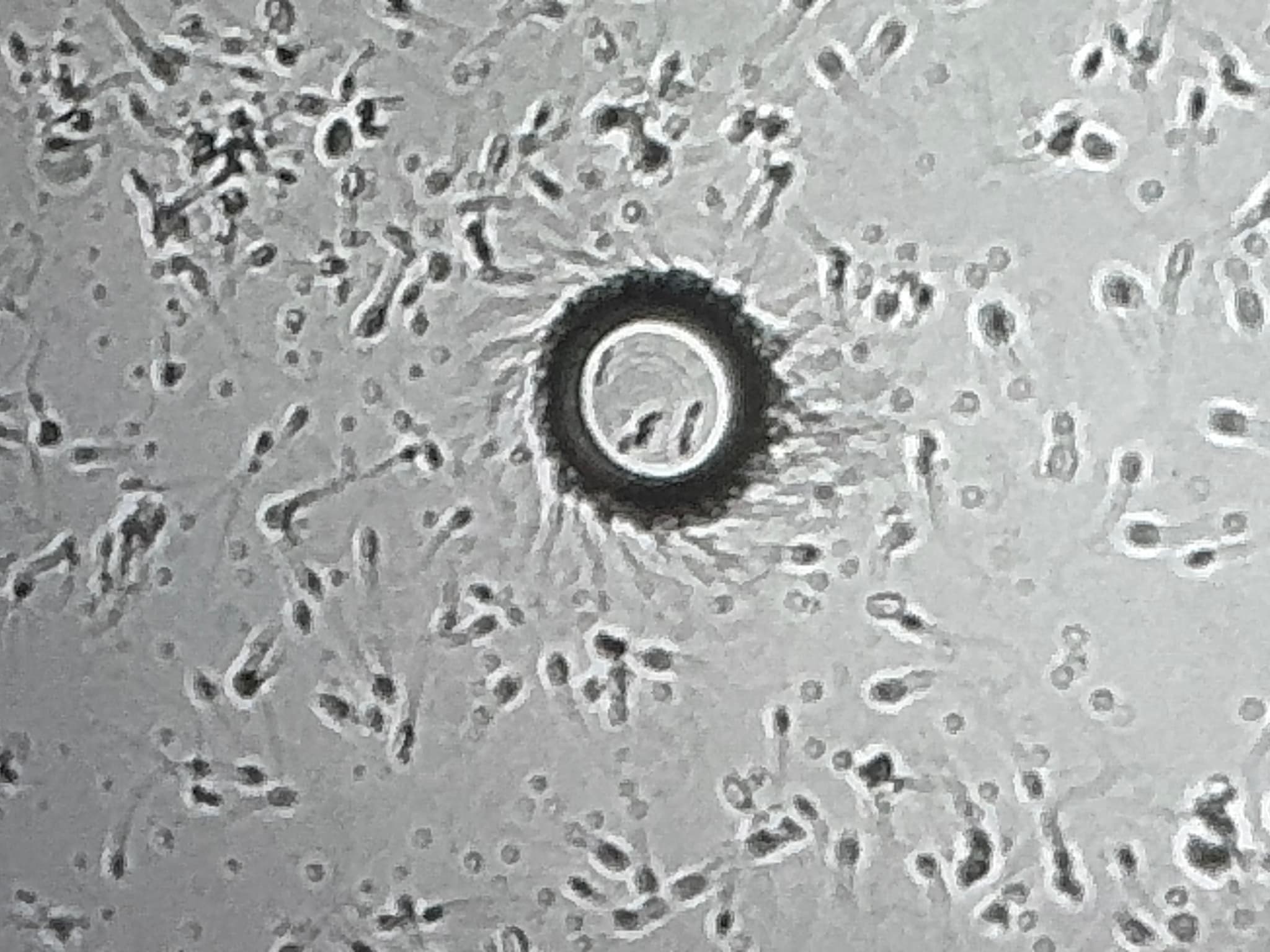 Mare Reproductive Services - Image 1